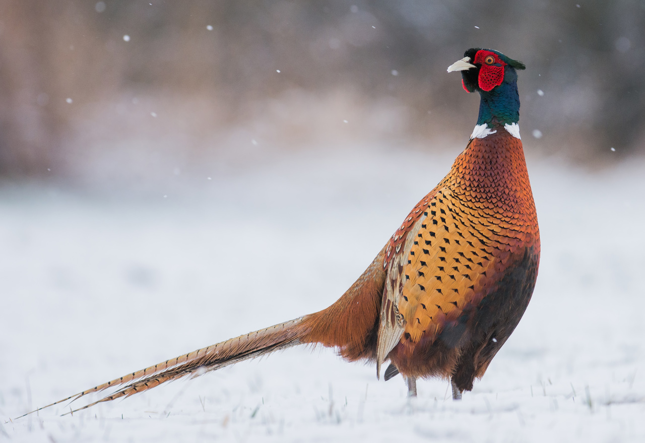 Support HB 4313 to continue the Michigan pheasant release program!