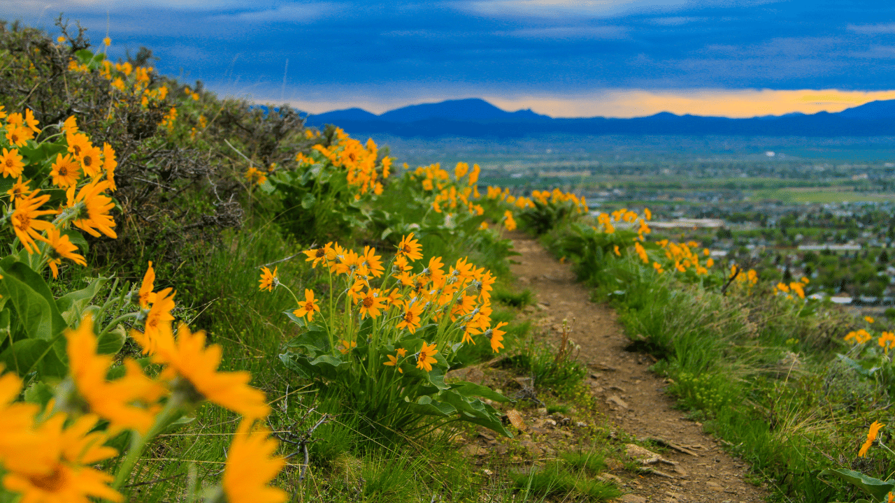 Sign up to defend Montana's public lands in 2021