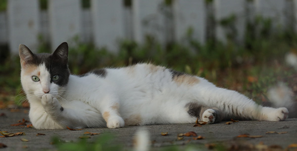 calico cat outside